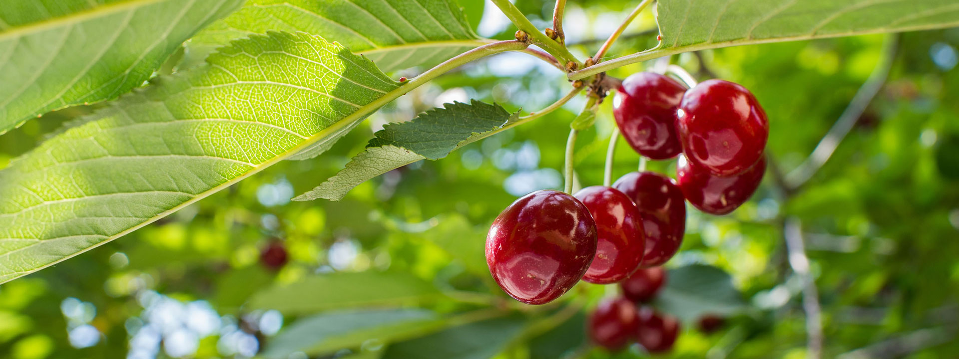 Školka ovocných stromů